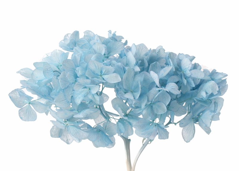 Picture of Preserved Hydrangea Aqua 15cm